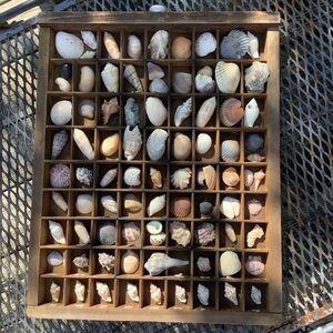 Vintage Antique Printers Tray Filled With Seashells 🐚 Wall Home Decor